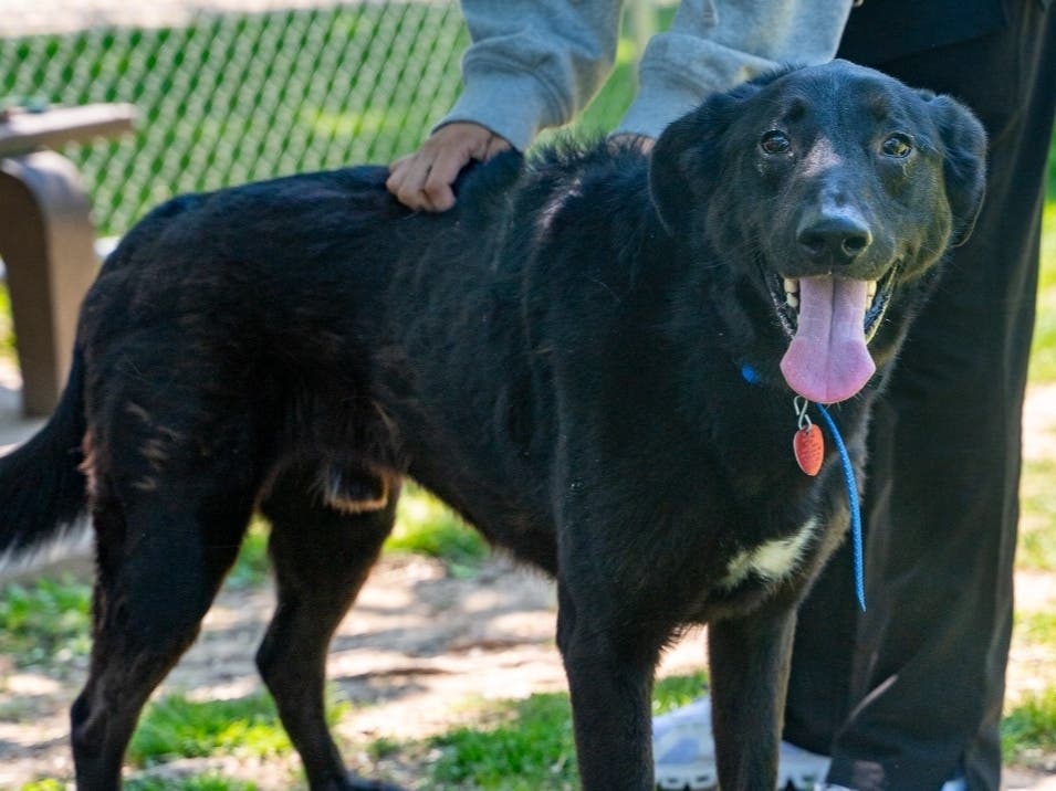 Cedar is available for adoption at the Women's Animal Center in Bensalem Township.