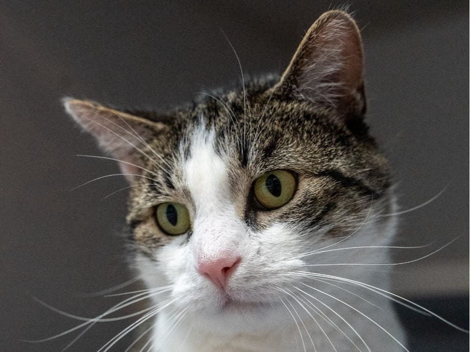 Baklava is available for adoption at the Women's Animal Center in Bensalem Township.