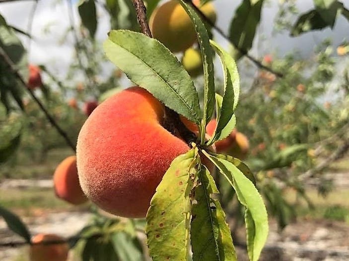 Peach Festival, New Spiderman Movie: Eastern Montco Weekend Events