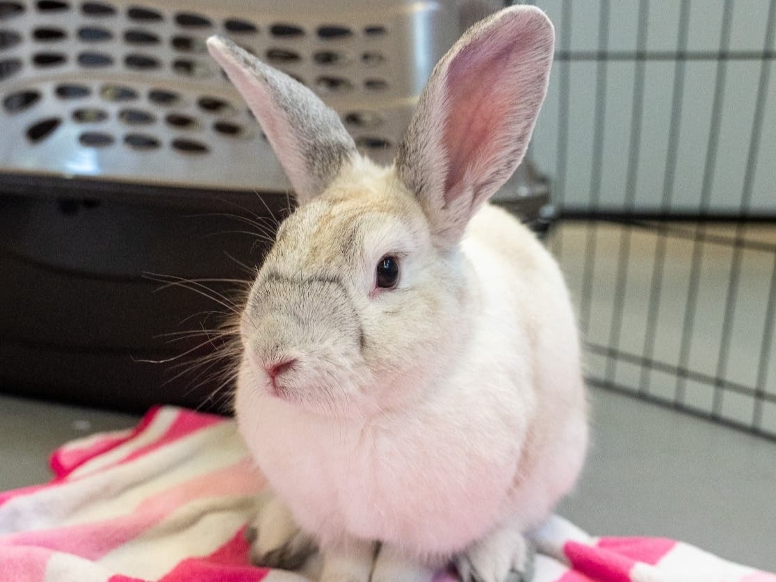 Chickee is available for adoption at the Women's Animal Center in Bensalem Township.