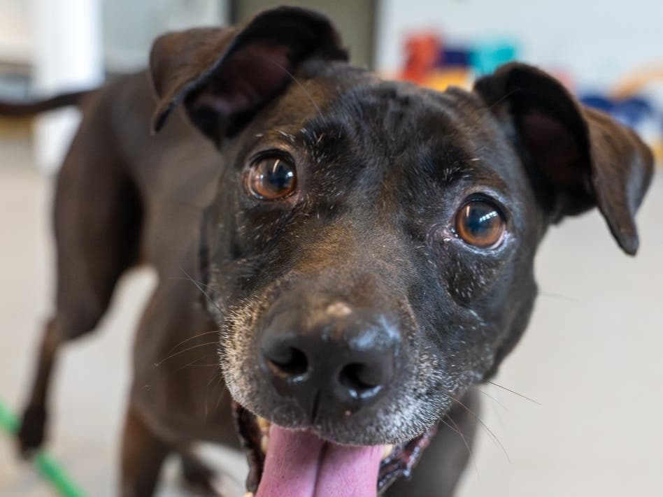 Frankie is available for adoption at the Women's Animal Center in Bensalem Township.