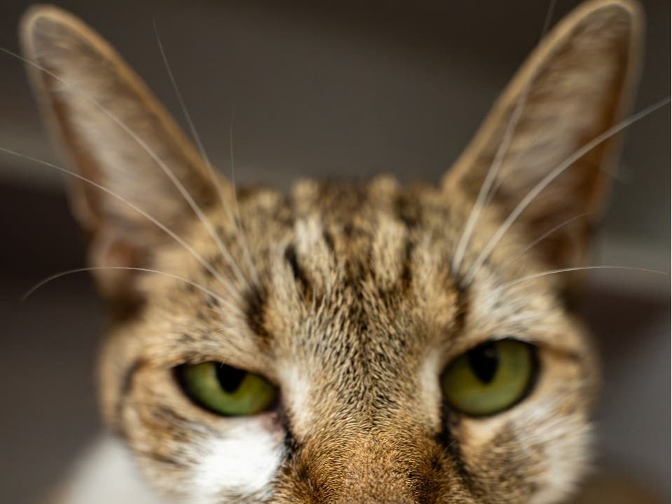 Fat Fat is available for adoption at the Women's Animal Center in Bensalem Township.