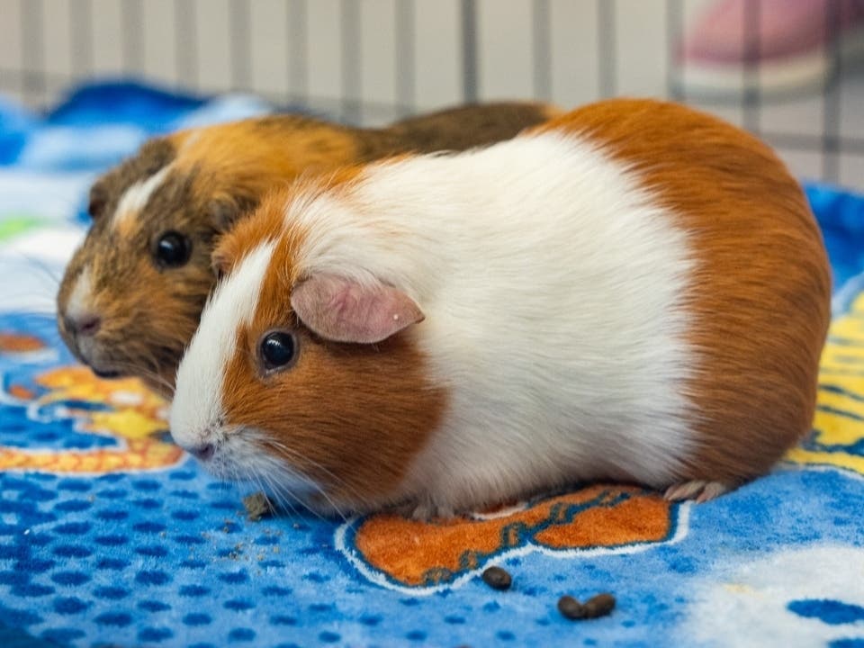 Charolette and Daisy are available for adoption at the Women's Animal Center in Bensalem Township.