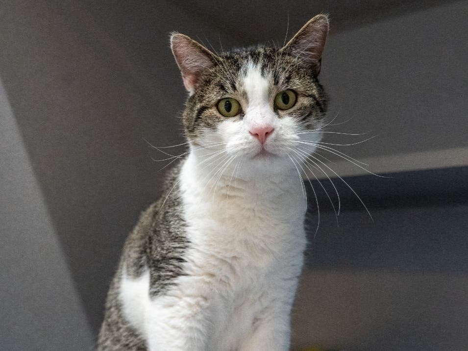 The Women's Animal Center in Bensalem will participate in the 12th annual national "Clear the Shelters" event on Saturday.
