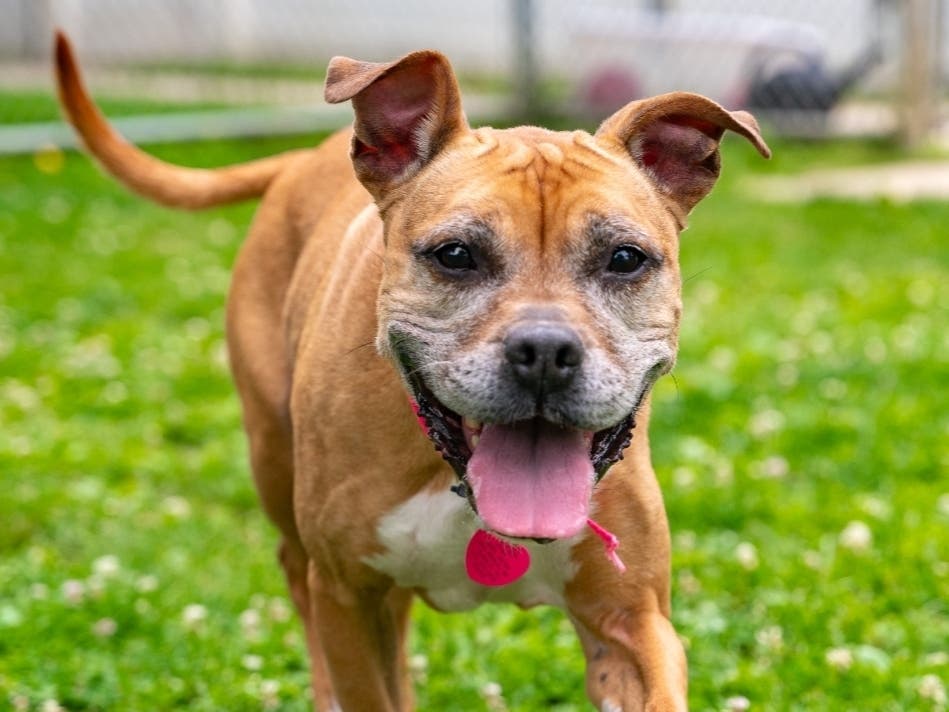 Fiona is available for adoption at the Women's Animal Center in Bensalem Township.