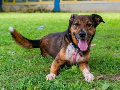Jax is available for adoption at the Women's Animal Center in Bensalem Township.