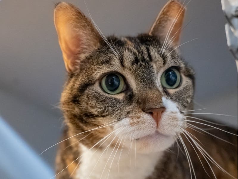 Persephone is available for adoption at the Women's Animal Center in Bensalem Township.