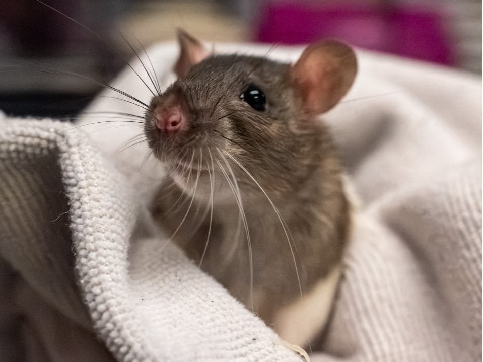 The rats are available for adoption at the Women's Animal Center in Bensalem Township.
