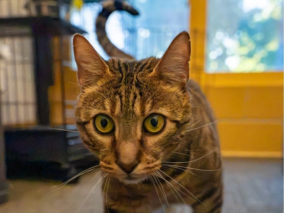 Tigger is available for adoption at the Women's Animal Center in Bensalem Township.