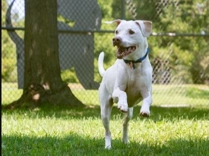 The Bensalem-based Women's Animal Center will team up with Doll 10 Beauty for their annual free pet adoption event on Saturday.