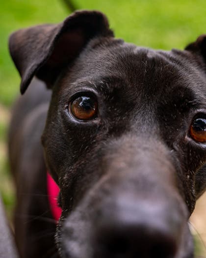 Meet Frankie: Lower Bucks County's Shelter Pet Of The Week | Bensalem ...