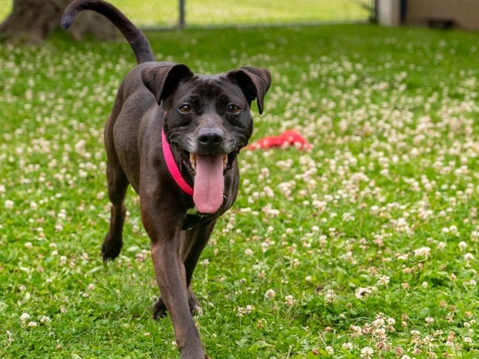 Frankie is available for adoption at the Women's Animal Center in Bensalem Township.