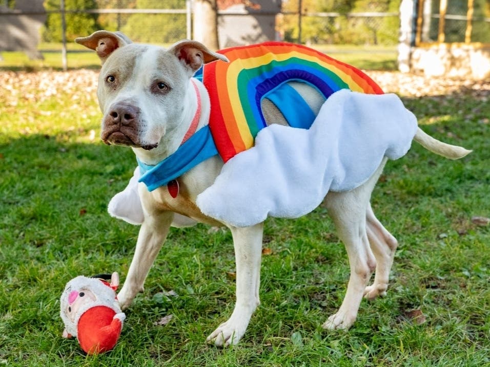 Myla is available for adoption at the Women's Animal Center in Bensalem Township.