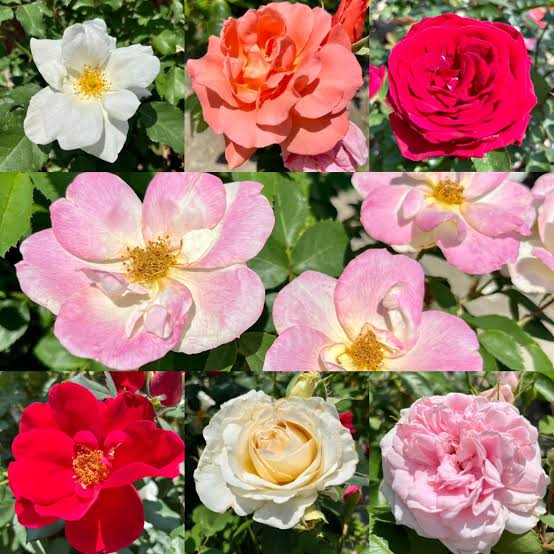 Madison Historical Society Lecture - INSIDE THE MADISON ROSE INDUSTRY