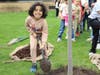 Edna Keith Kindergarten student Augustus Jones helps plant the new tree at the school. 