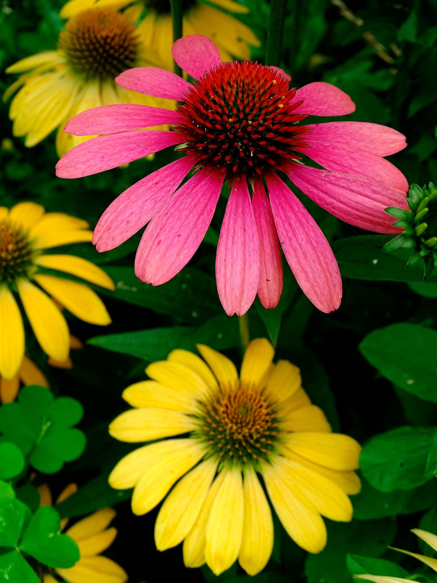 Friends of Princeton Nursery Lands Labor Day Planting Party
