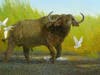 Breaking Bad, African Cape Buffalo, oil, 20” x 30”