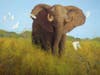 The Power of One, African Elephant, oil, 34” x 44” 