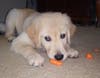 Puppy Hope