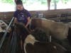 Mini-Horses are Real Horses