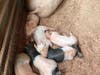 Eight Pigs a Napping (in the heat)