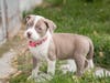 Puppy Jazzy