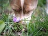 Jazzy says, "Take time to smell the flowers."