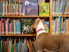 And, who knows, Jazzy may just become a Library Dog!
