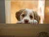 Puppy-dog Eyes