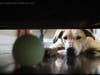 Everydog's Dilemma
