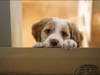 Eva Pup: Dave, Why is this cardboard keeping me in the kitchen?