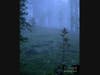 Foggy Forest