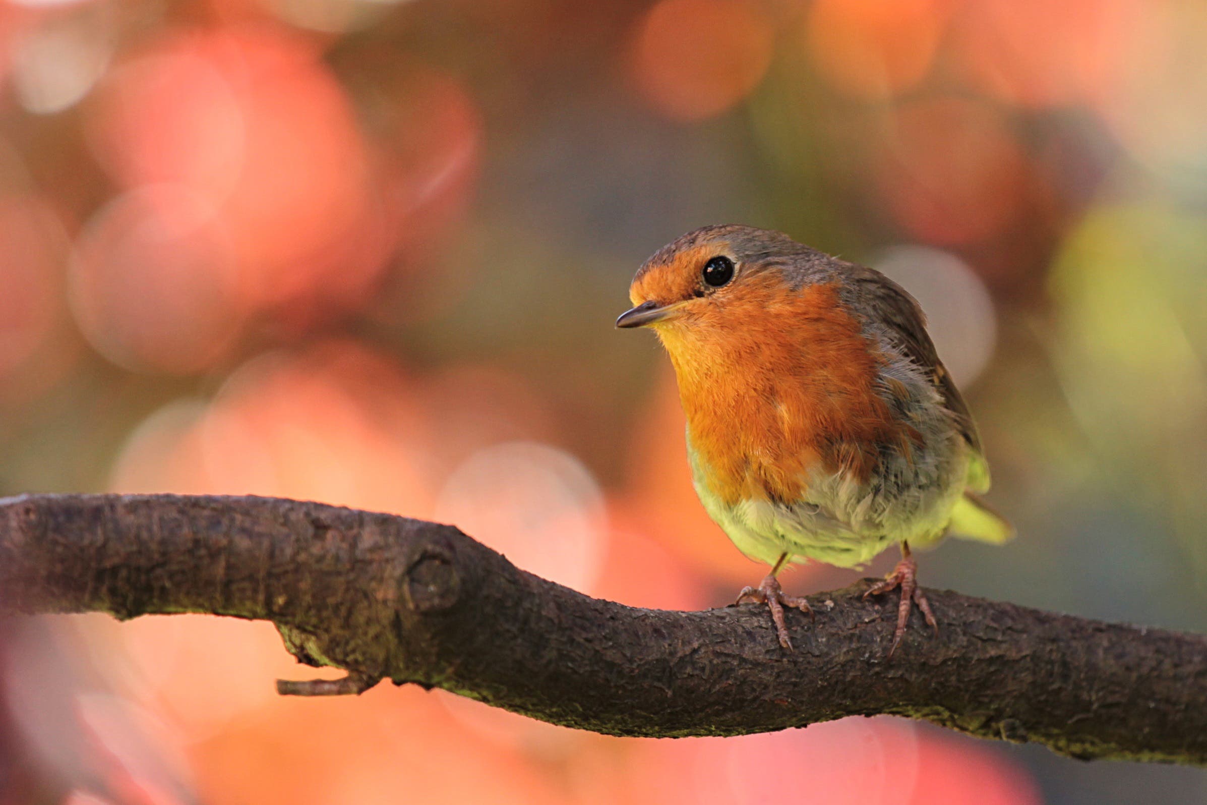 Bird Migration Walk & Talk with New Horizons at Ashbridge