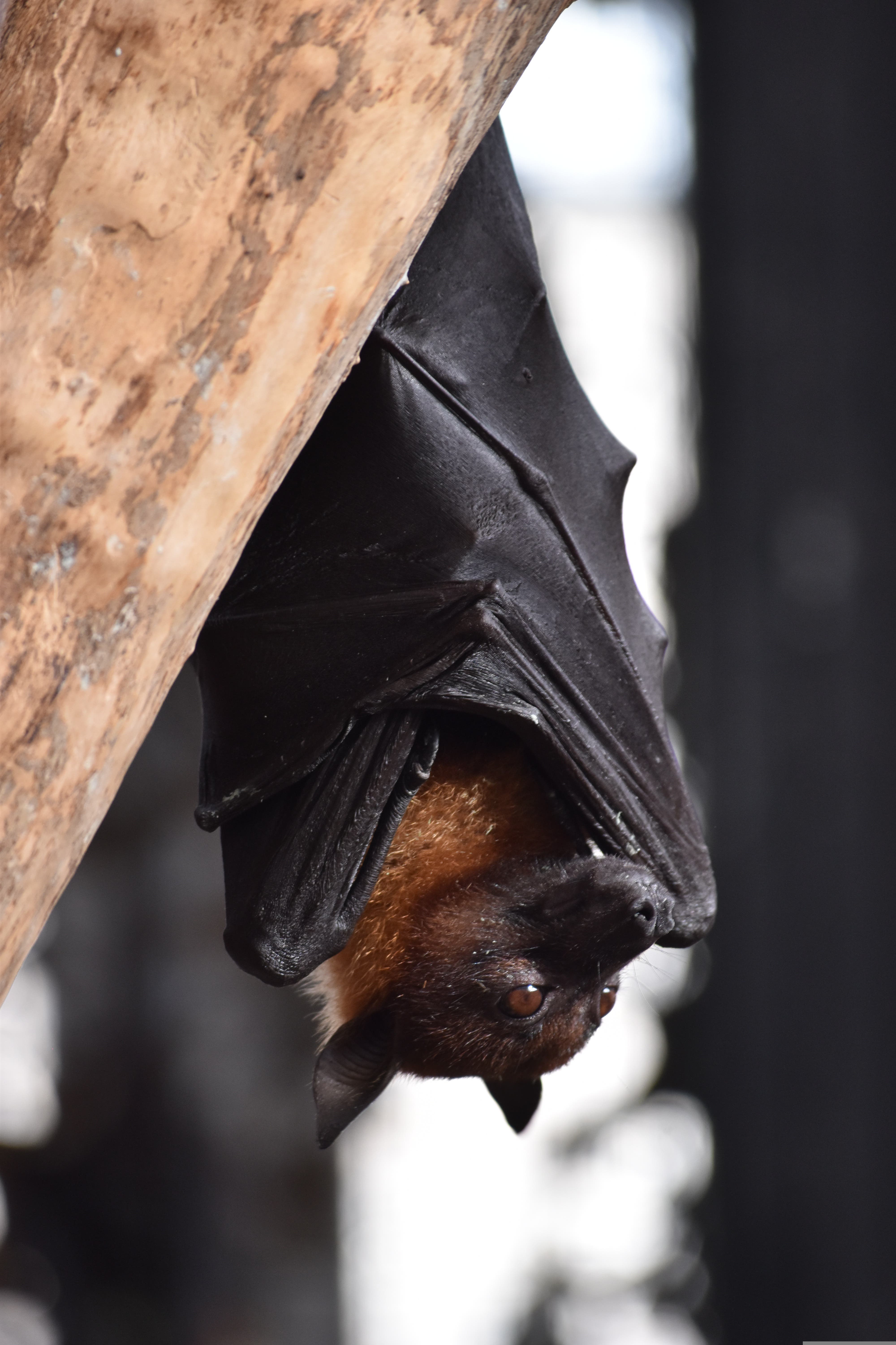 Secrets of Animal Behavior at New Horizons in Narberth: Halloween Edition