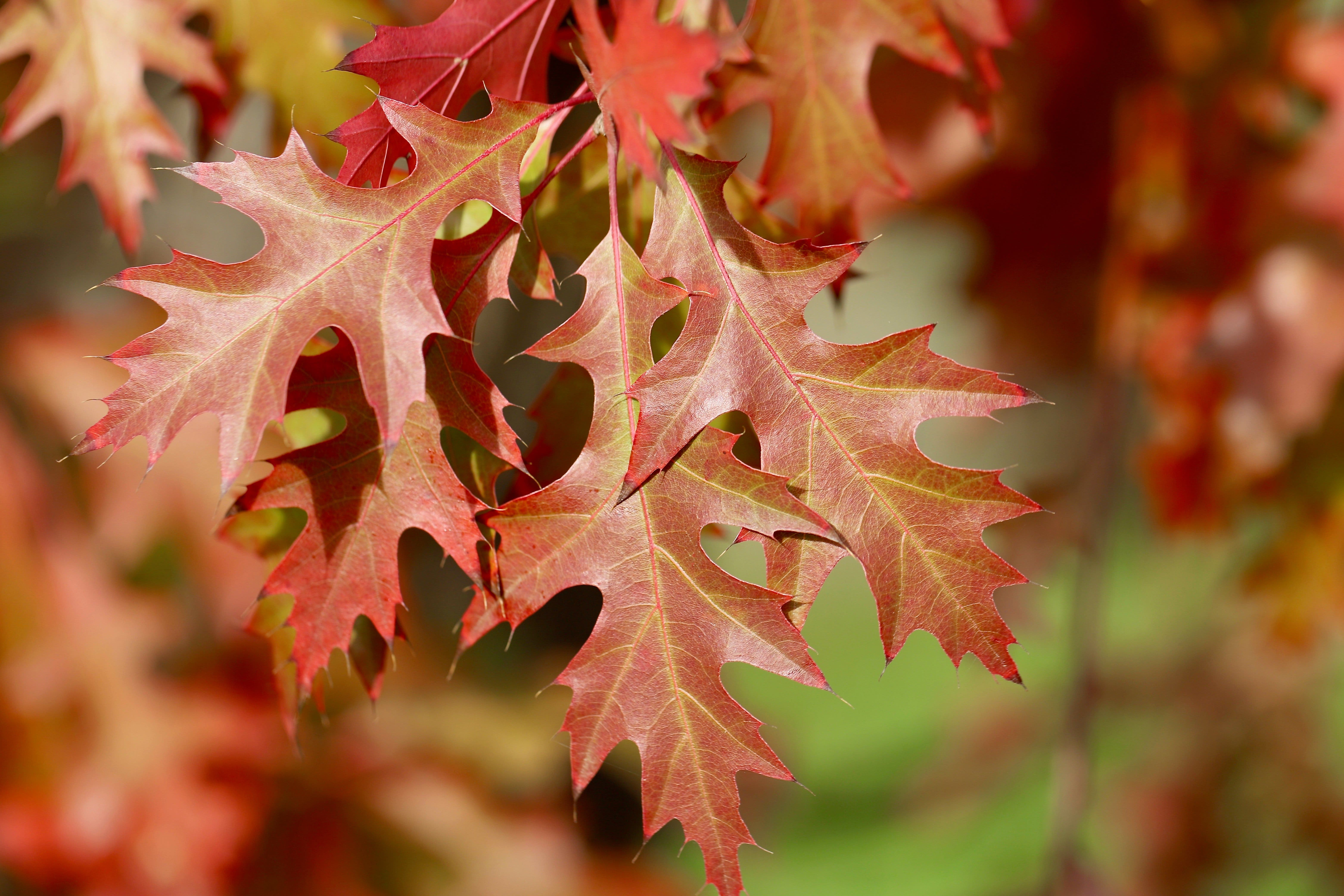 Art Corner: Health and Wellness in Art with New Horizons at Ashbridge: "Art in Autumn"