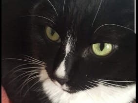 Miku the cat escaped after Carey Kelly's New London apartment was broken into. 