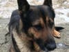 K9 Jimo