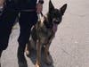K9 Ozzy 
