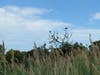 Birds in the salt marsh at Trolley Trail in summer