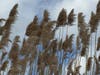 Salt marsh grasses in winter at Trolley Trail