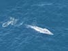 The first rare and endangered blue whale sighted by New England Aquarium researchers in mid-February over the 400-feet deep Oceanographer Canyon. 
