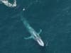 The largest animal on Earth, blue whales can grow to 100 feet long and weigh up to 140 tons.  ​​​