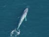 This is the second blue whale sighted by New England Aquarium researchers in the underwater canyons off the Connecticut coastline 