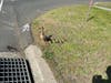 Branford police and firefighters rescued ducklings that fell into a storm drain Thursday.