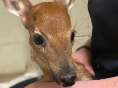 The "Prince of the Forest" was left to fend for himself after his mother was hit by a car and killed. 