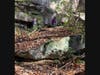 Girl scouts explore, document Branford Land Trust trails for a year to earn Bronze Award