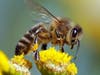 More bees, please. 