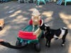 Kids love to play. On two or four legs. "My turn, George."