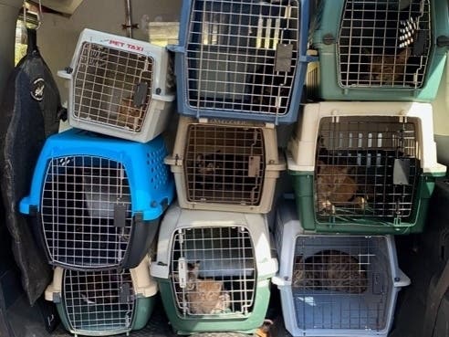 Two dozen abandoned and sick cats and kittens were removed from home described as being a "hoarder house" animal shelter workers