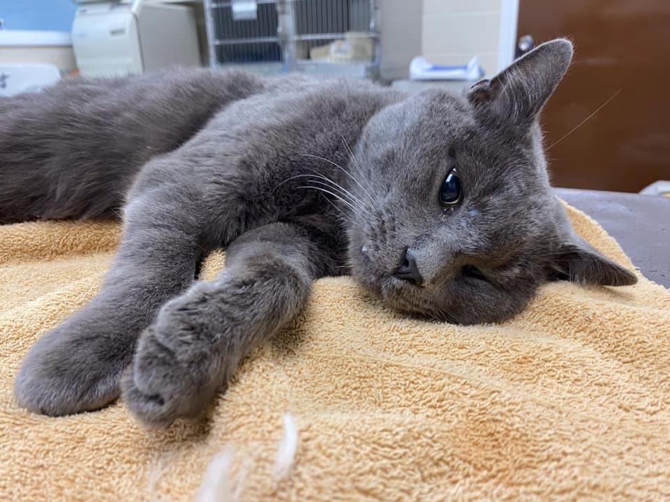 The gray male cat was hit by a car on Sybil Avenue Tuesday and suffered a broken pelvis. 